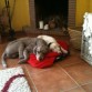 Coco y Kira durmiendo, que tiernos.